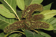 Hymenodictyon orixense